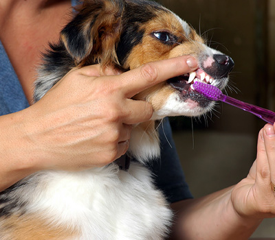 Caring for Your Pet's Smile