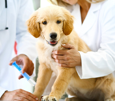Vaccinating Your New Pet